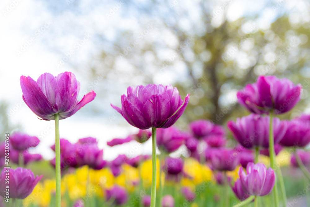 Tulip field. Beautiful fancy frills, blooms from low angle. Beautiful spring day with blue sky and white clouds. Unique perspective. Tulip field. Beautiful fancy frills, blooms from low angle. Beautiful spring day with blue sky and white clouds. Unique perspective.