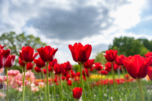 Tulip field. Beautiful blooms from low angle. Beautiful spring day with blue sky and white clouds. 