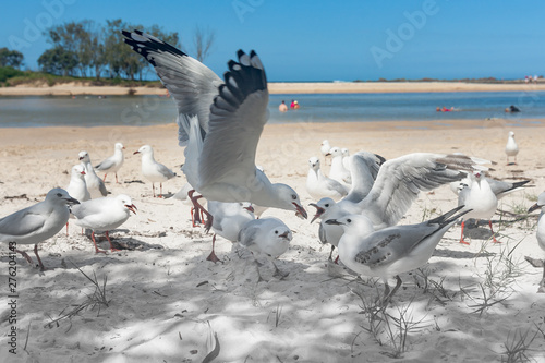 Seagulls gather for food on beach photo