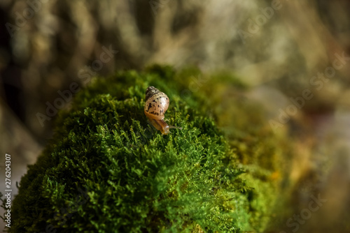 close up of young Achatina snail Achatina snail crawling on the green moss