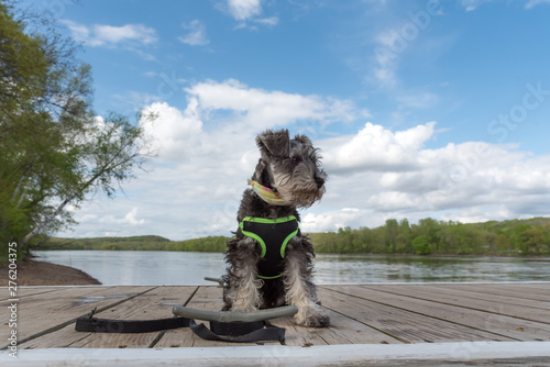wide angle portrait of miniature schnauzer pup with soft focused background blue sky and clouds. He is sitting on a dock of a river. A sweet face with folded over ears. 