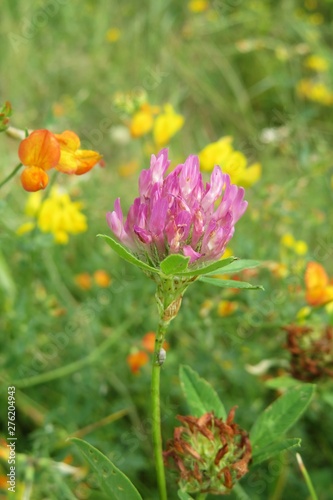 Beautiful colorful wildflowers landscape, closeup