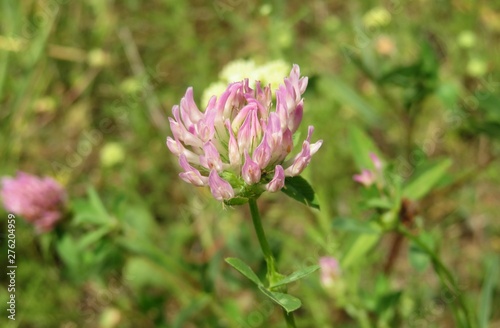 Clover flower on meadow