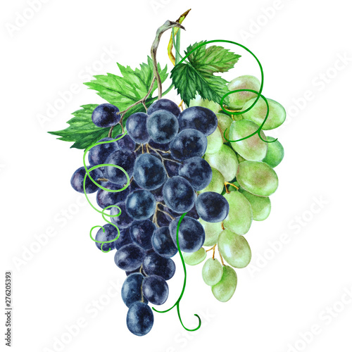 Foto bunch of grapes isolated on white background