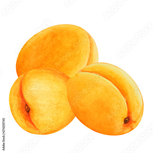 Group of  apricots on white background, watercolor.