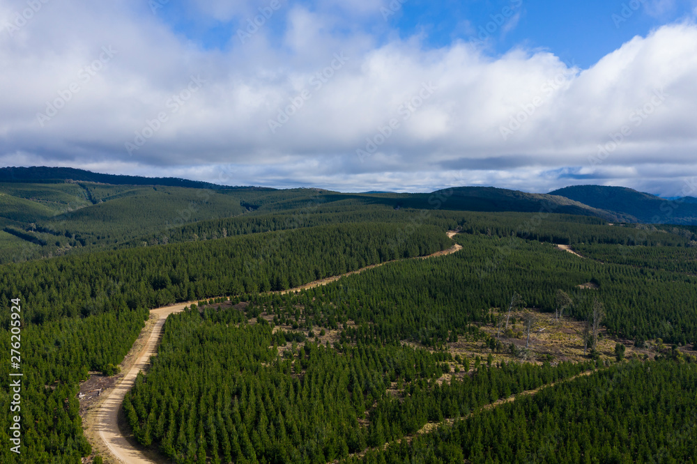 A pine forest under a cloudy blue sky