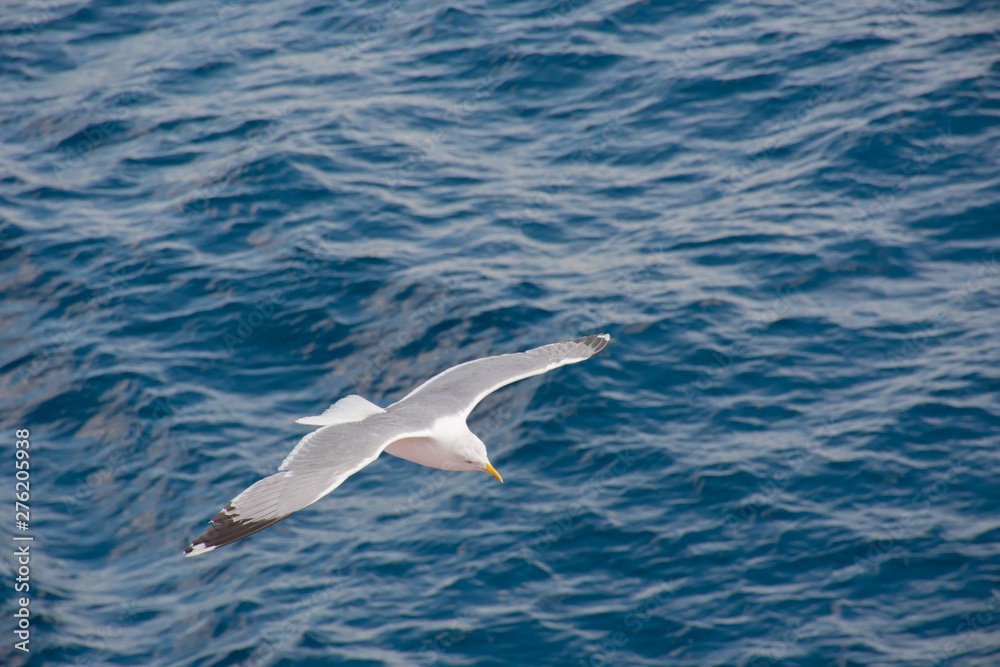 Gulls in the sky over Keramoti, Kavala, Greece Gulls in the sky over Keramoti, Kavala, Greece