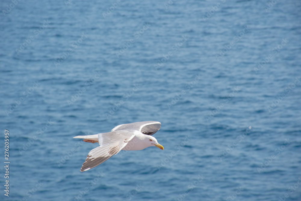 Gulls in the sky over Keramoti, Kavala, Greece Gulls in the sky over Keramoti, Kavala, Greece