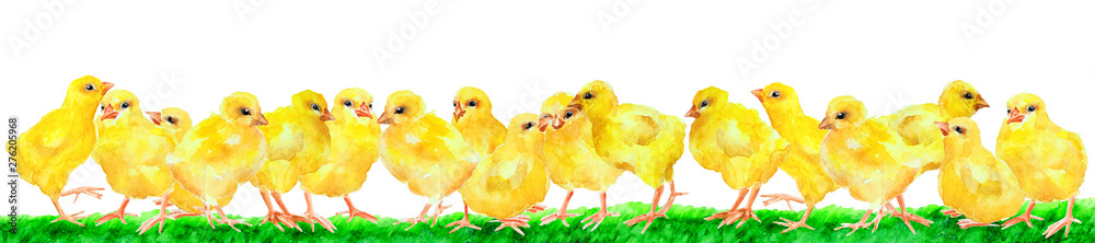 Group of yellow chickens on grass, panorama,watercolor.