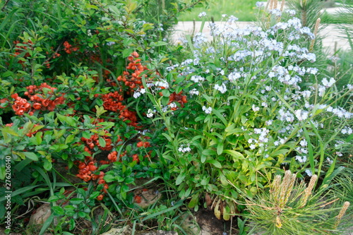 blooming red quince and blue forget-me-nots in the garden
