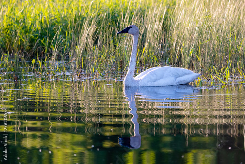 trumpeter swan in small pond, low light with ripples reflecting in water. 