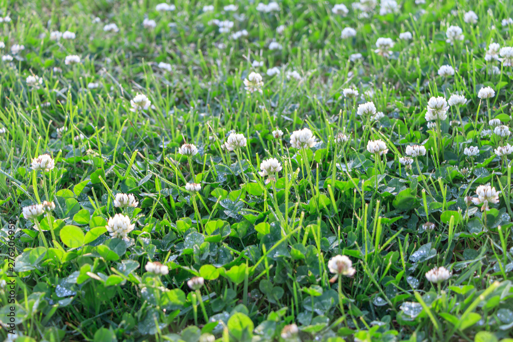 Blooming clover with water drops after rain on morning Blooming clover with water drops after rain on morning