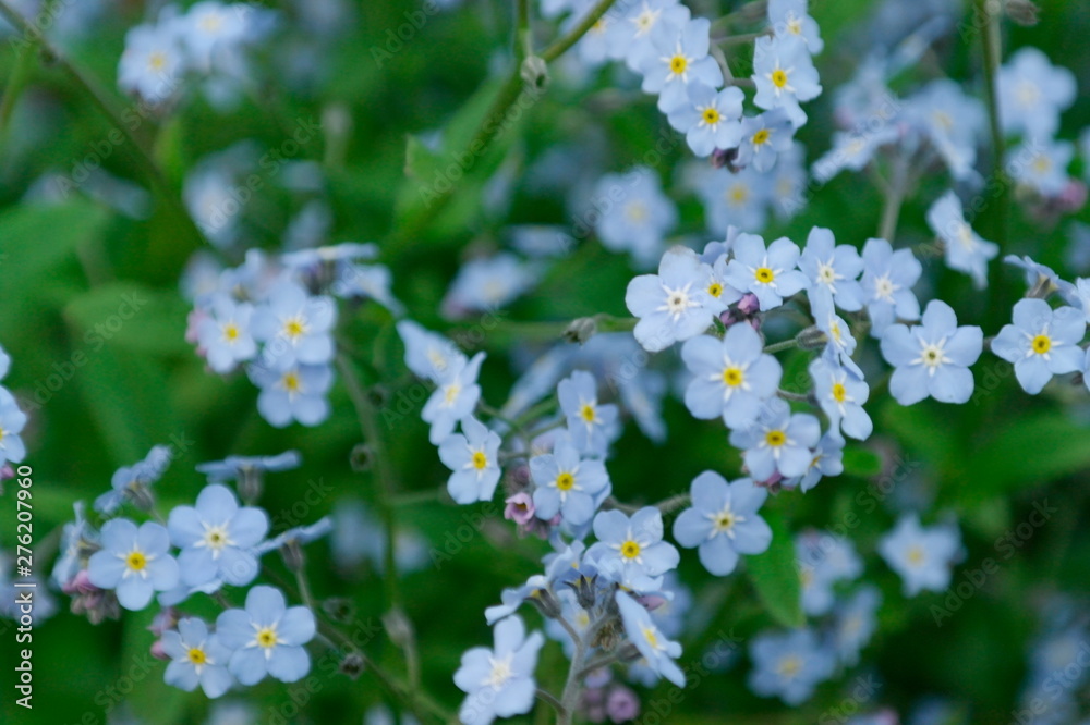 gentle blue forget-me-nots in green grass