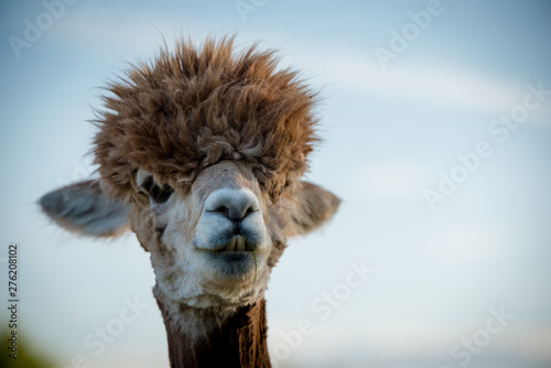 Tableau sur toile portrait of a alpaca, isolated face. cute funny expression