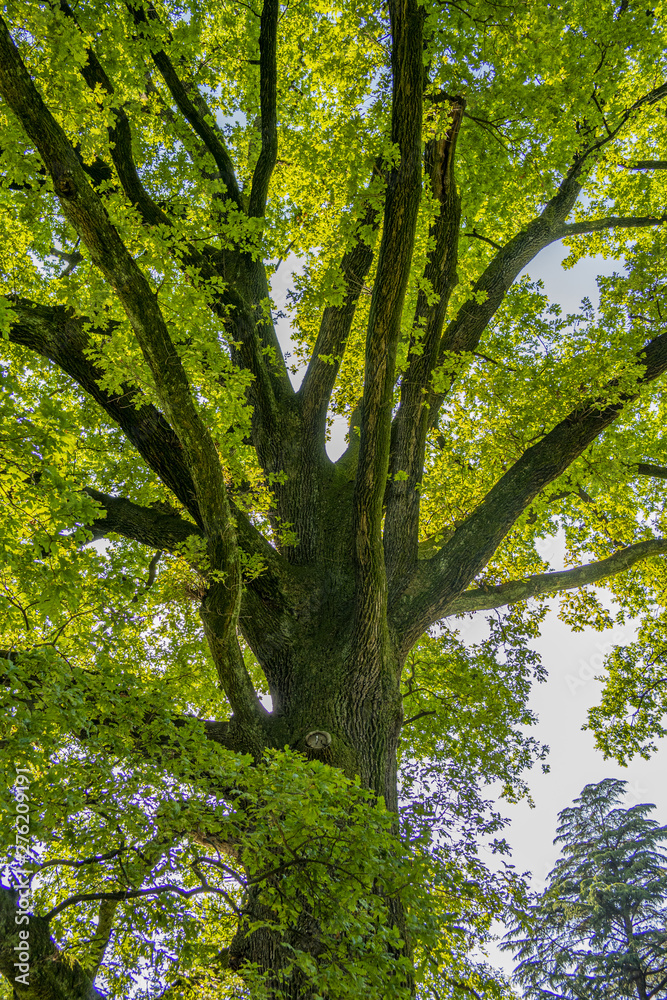 Fototapeta premium Oak tree branches with green leaves