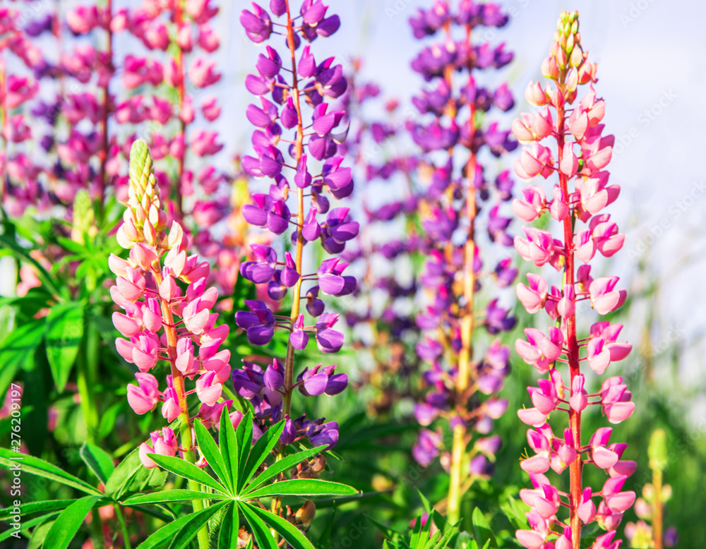 Obraz premium beautiful field of lupine flowers
