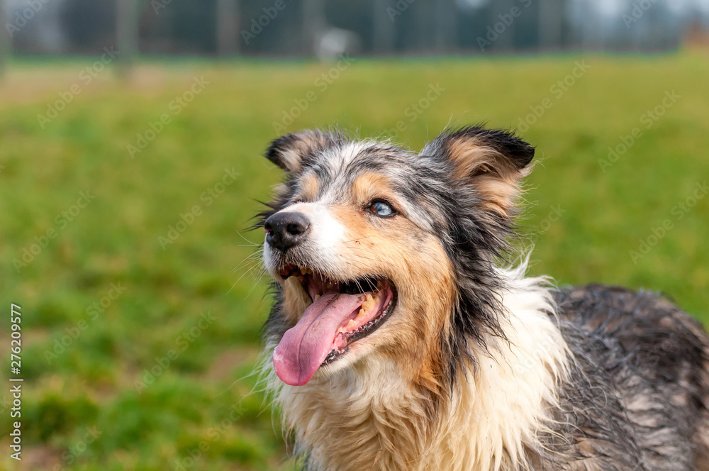 Portrait of a border collie dog Portrait of a border collie dog