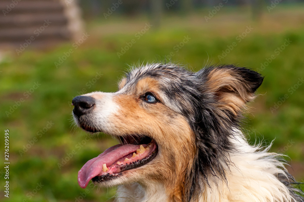 Portrait of a border collie dog