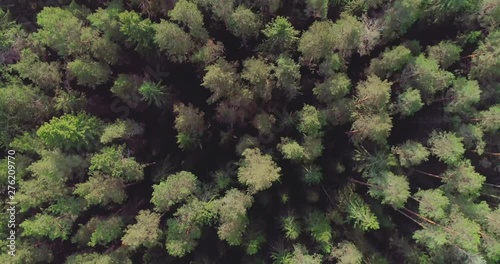 4K top view  rotating and raising up above aerial forest photo