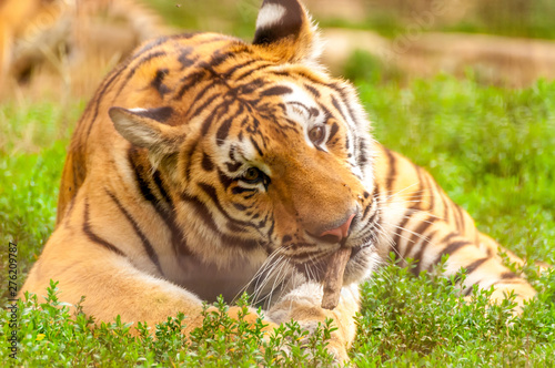 Portrait of an amur tiger in a zoo