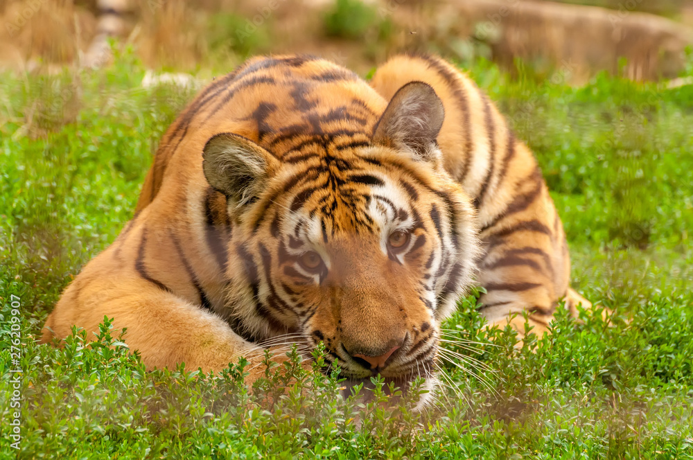 Obraz premium Portrait of an amur tiger in a zoo