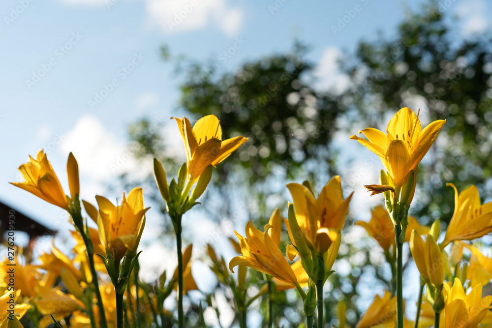 Beautiful yellow lily hemerocallis blossoms in warm evening sunset light of summer garden against blue sky. Beautiful yellow lily hemerocallis blossoms in warm evening sunset light of summer garden against blue sky.