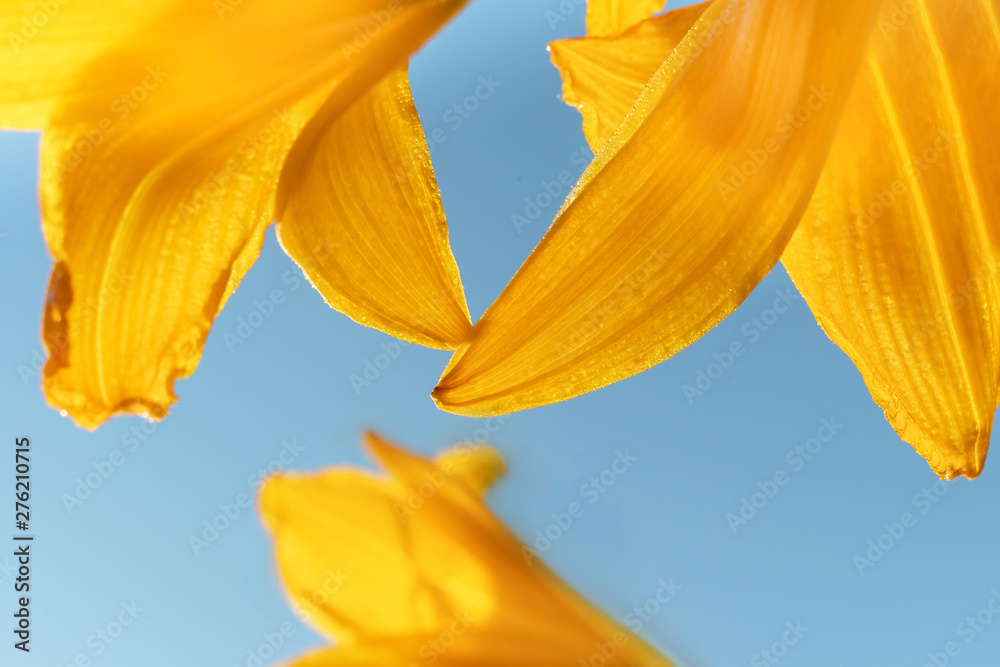 Fototapeta premium Macro photo of beautiful yellow lily hemerocallis blossoms in warm evening sunset light of summer garden against blue sky.
