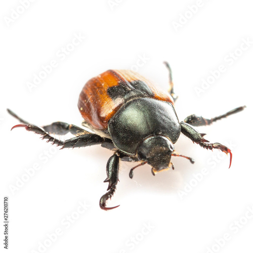 Anisoplia austriaca Bread beetle kuzka on a white background © maykal
