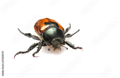 Anisoplia austriaca Bread beetle kuzka on a white background