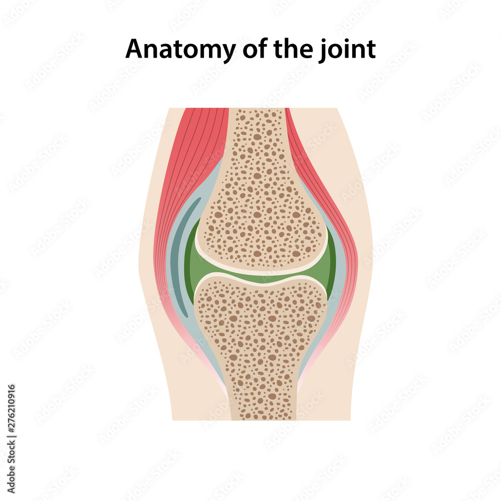 Anatomy of the joint. Image of the structure of a healthy joint is
