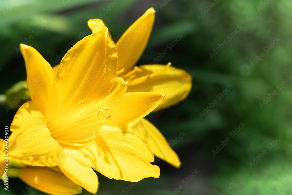 Macro photo of beautiful yellow lily hemerocallis blossoms in warm evening sunset light of summer garden. Macro photo of beautiful yellow lily hemerocallis blossoms in warm evening sunset light of summer garden.
