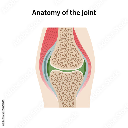 Anatomy of the joint. Image of the structure of a healthy joint is isolated on a white background. Vector illustration