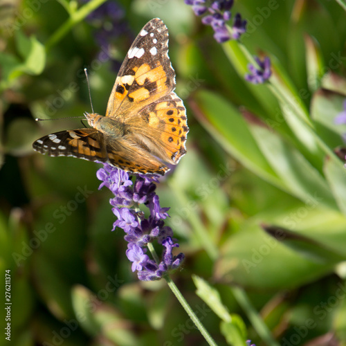 Lavender in garden with butterfly in Hungary. © mayabuns