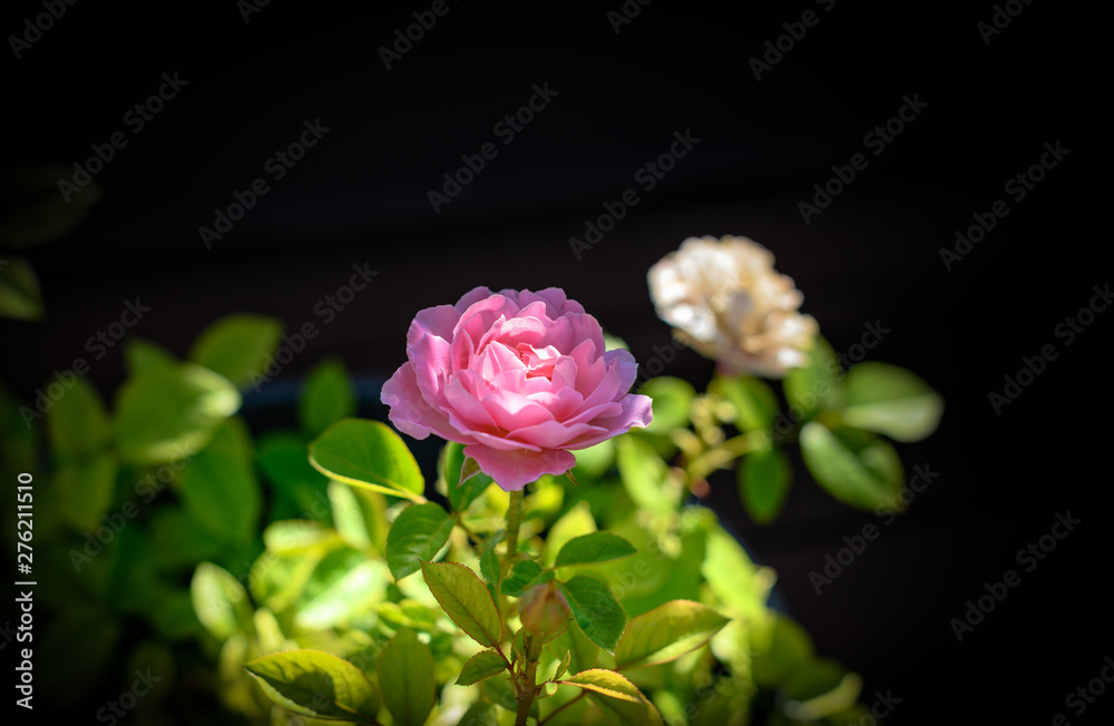Rosa Rose blüht im Topf auf einer Terrasse Detatail
