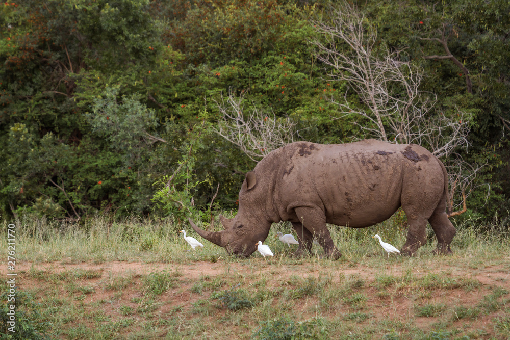 Obraz premium Southern white rhinoceros in Kruger National park, South Africa