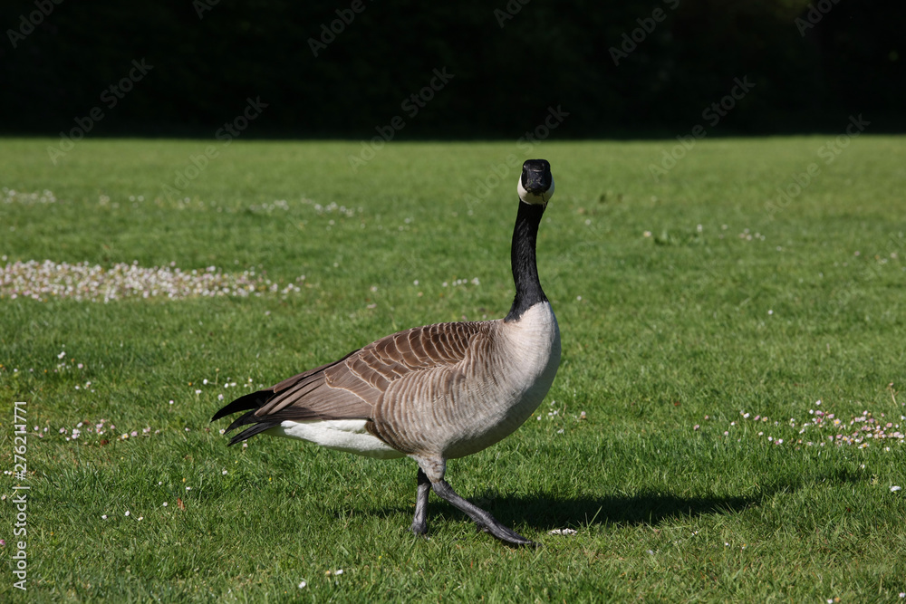 nature, landscapes, architecture, floral, animals, insects, flowers, birds, buildings, lighthouse, automotive nature, landscapes, architecture, floral, animals, insects, flowers, birds, buildings, lighthouse, automotive