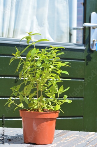 green lemon verbena plant in a pot in front of a green door