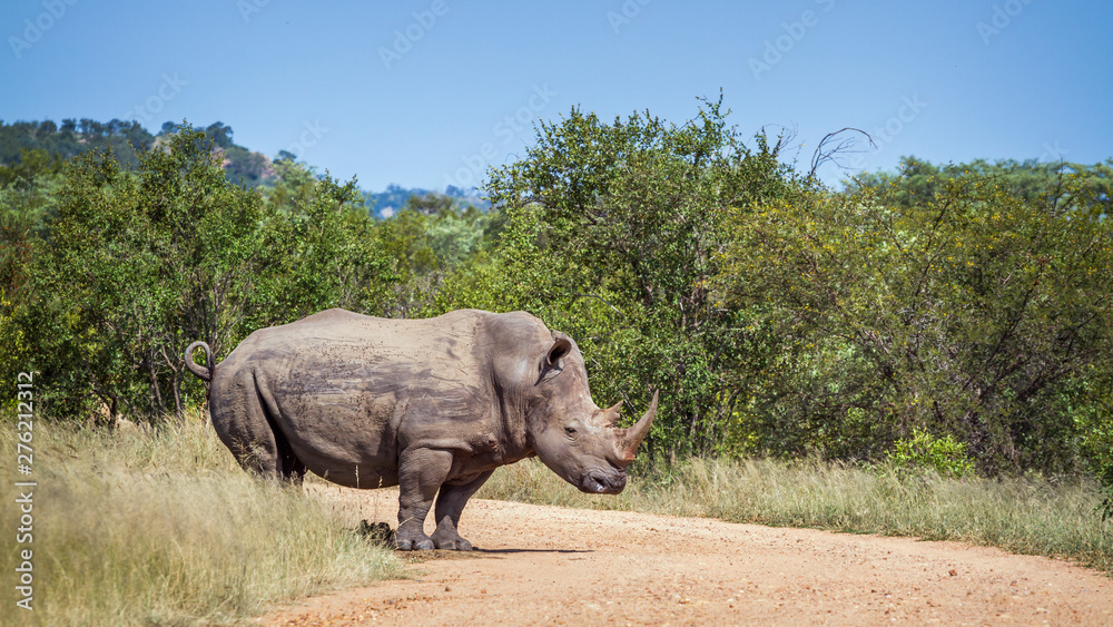 Fototapeta premium Southern white rhinoceros in Kruger National park, South Africa