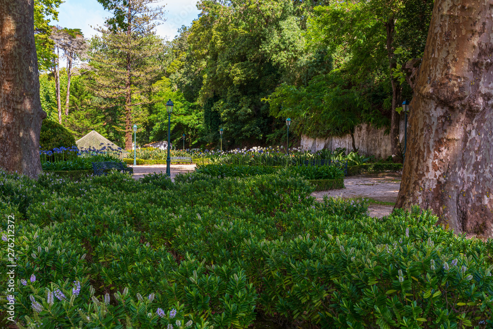 garden with green trees and plants.