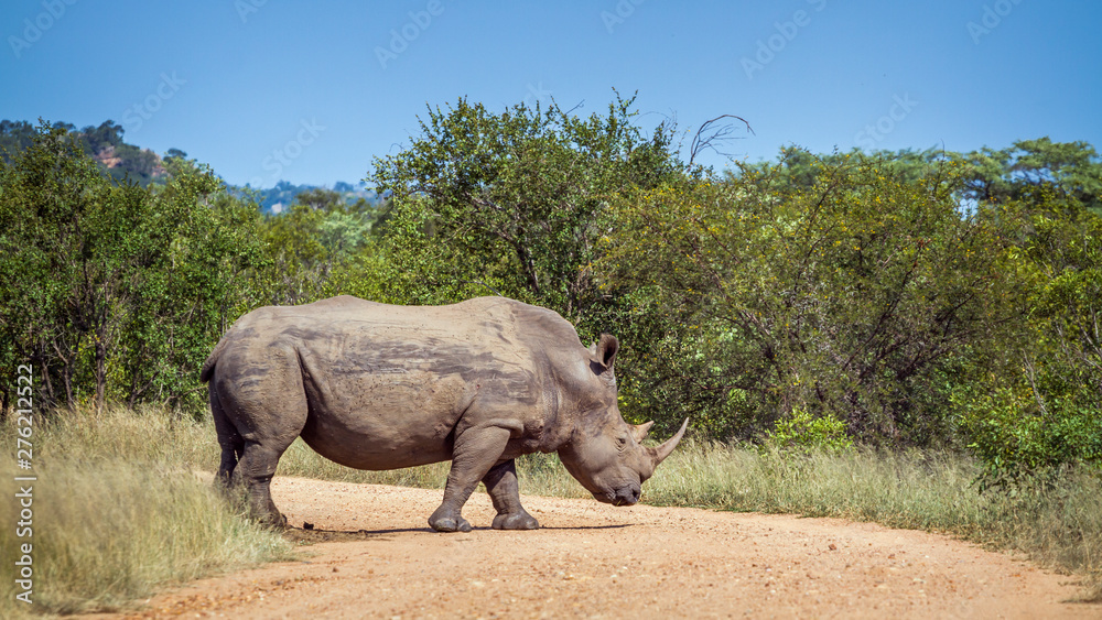 Fototapeta premium Southern white rhinoceros in Kruger National park, South Africa