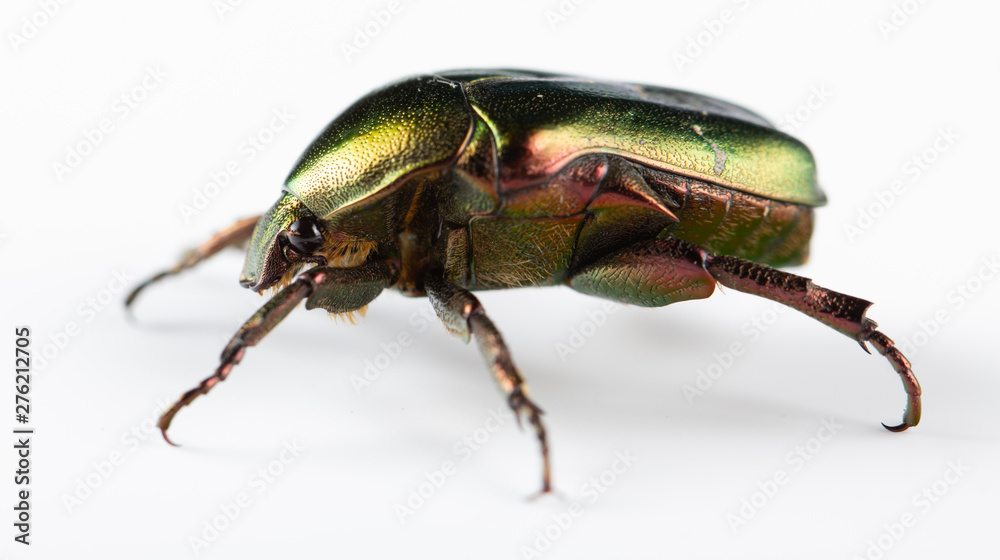 Rose chafer Cetonia aurata on white background Rose chafer Cetonia aurata on white background