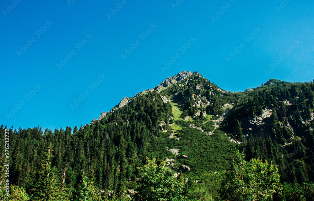 View of beautiful rocks and forest in the summer mountains
