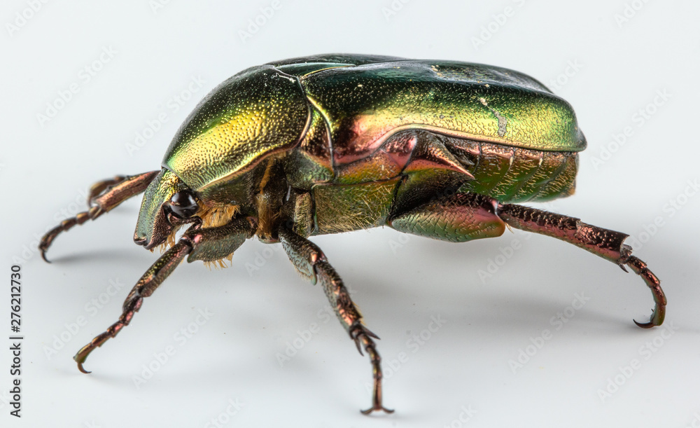 Fototapeta premium Rose chafer Cetonia aurata on white background