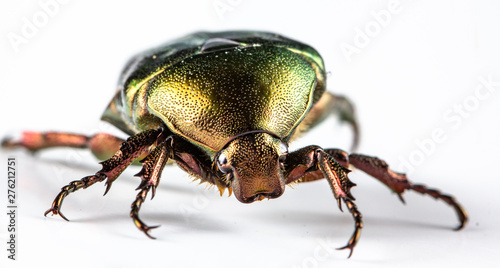 Rose chafer Cetonia aurata on white background © maykal