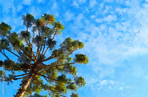 Beautiful Watercolor Painting of Araucaria (Parana Pine Tree) and Blue Sky (Curitiba, Parana, Brazil) (South Brazil) photo