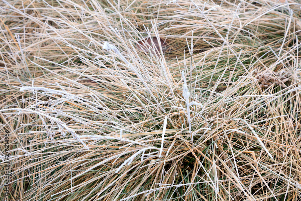 Subtilis in frost and snow Subtilis in frost and snow