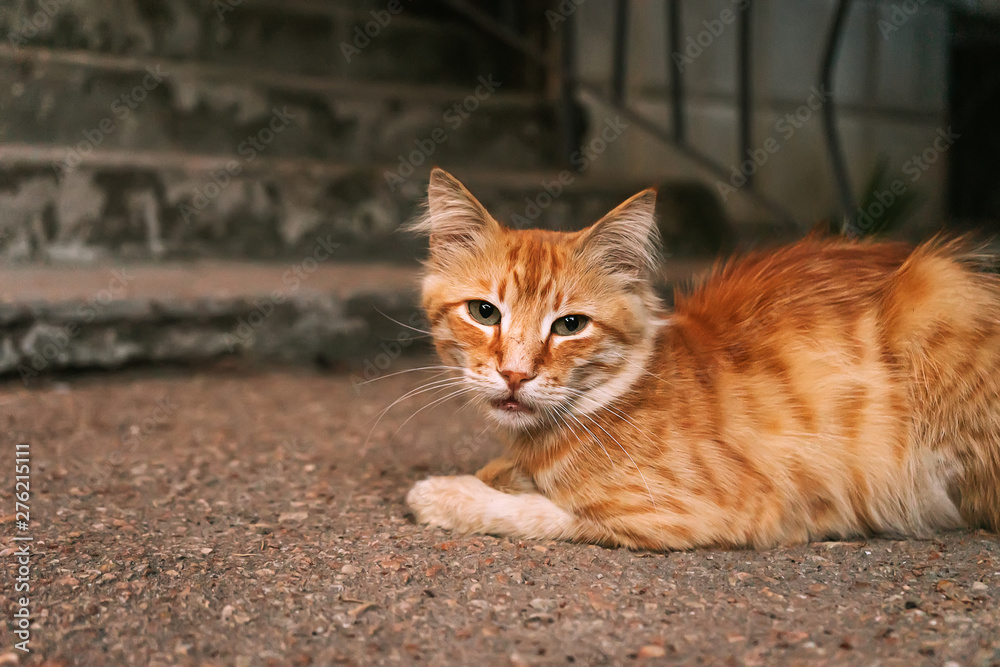 Red cat lying in the yard