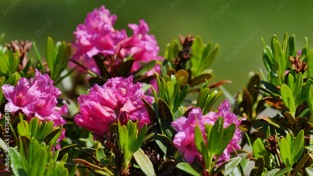 Natural alpine Rose in wilderness, close-up Natural alpine Rose in wilderness, close-up