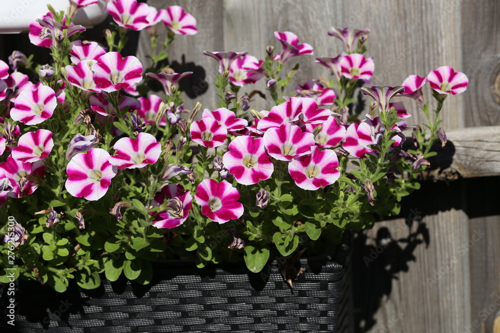 Beautiful bright petunia in the garden near the house Beautiful bright petunia in the garden near the house