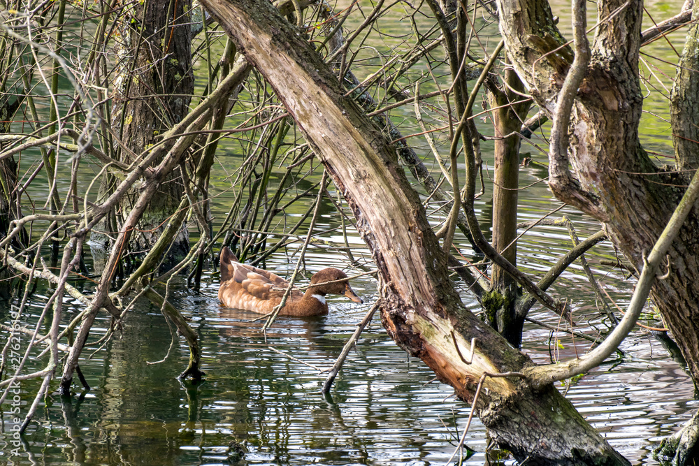 Duck swimming among trees Duck swimming among trees
